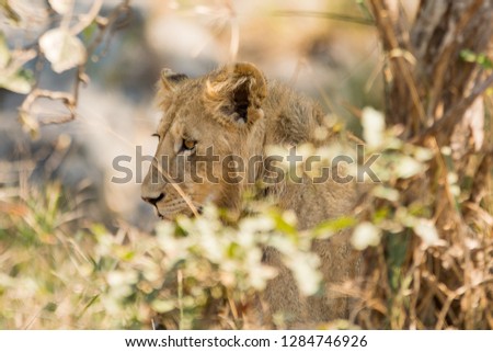 Young lion hidden resting, bokeh.