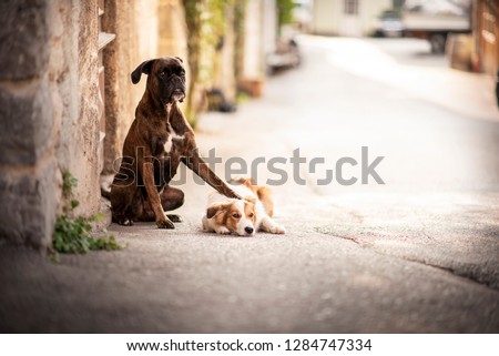 Hugging dogs in city. Boxer and border collie hugging in Hallstatt. 