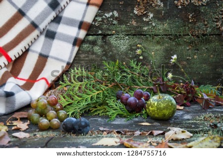 Autumn fruit and blanket on a bench with moss
