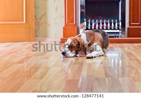 The dog has a rest on wooden to a floor near to a fireplace Royalty-Free Stock Photo #128477141