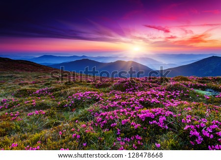 Magic pink rhododendron flowers on summer mountain.Carpathian, Ukraine. Royalty-Free Stock Photo #128478668