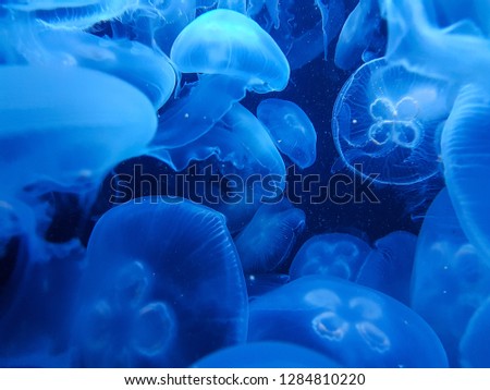 blue jelly fish world  