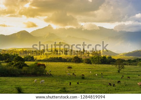 Typical agricultural landscape