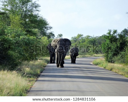 Group of Elephants - Elephant Family - South African Safari