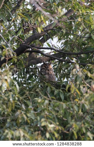 A wild owl living in an urban park in the middle of a big city
