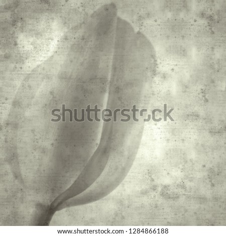 textured stylish old paper background, square, with tulip flower