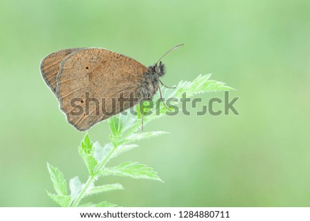 Aphantopus hyperantus  butterfly
