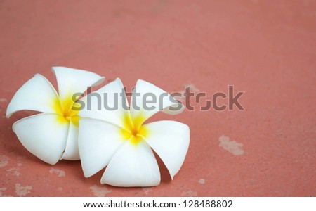 frangipani flower on floor