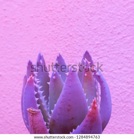 Plants on pink fashion concept art. Aloe cactus purple on pink wall. Colours design trend