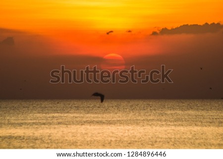 Great views of the ocean and sunset orange sky with birds flying beautifully , blurred , soft focus.