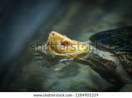 Head turtle / Close up of yellow head turtle floating on water surface in farm zoo - turtle swimming water pond