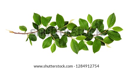 Fresh branch with green leaves isolated on white background Royalty-Free Stock Photo #1284912754