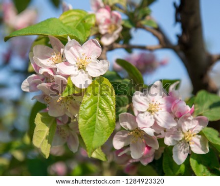 Picture of beautiful tree blossom, abstract natural background, spring day, little pink flowers on tree branch, blurred background blue sky and green grass in spring.
