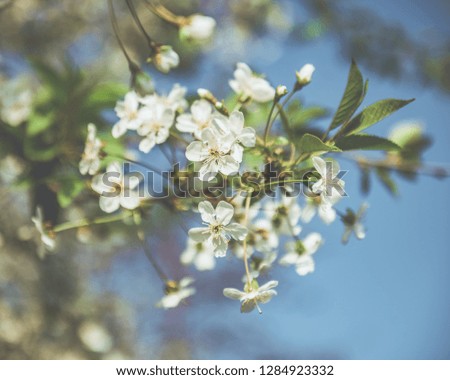 Picture of beautiful tree blossom, abstract natural background, spring day, little pink flowers on tree branch, blurred background blue sky and green grass in spring.