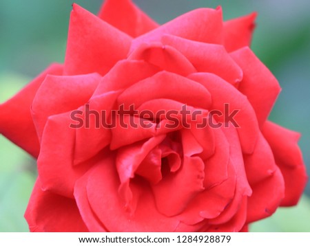 beautiful bud of bright red roses as an element of festive decoration