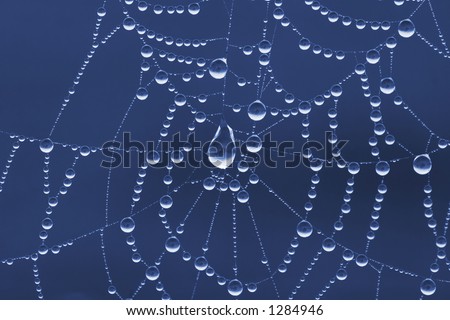 Dew on Spider Web