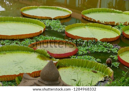 The Victoria cruziana water lilies leaves.