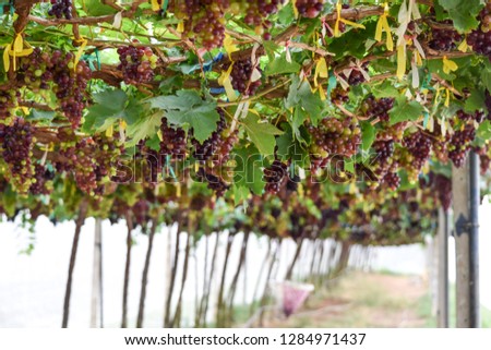 Black Opal Seedless Grape Garden