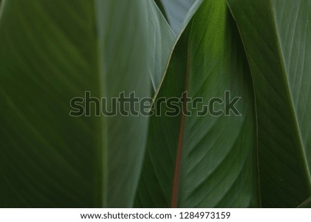 bird of paradise flower on green leaf background