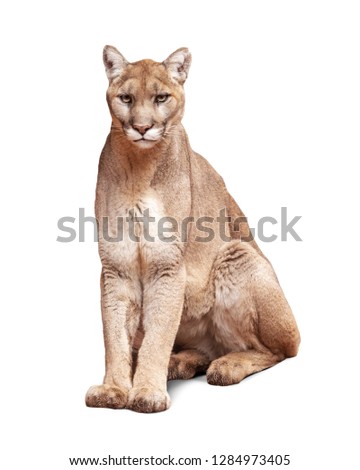 Mountain Lion sitting looking at camera. Isolated on white. 