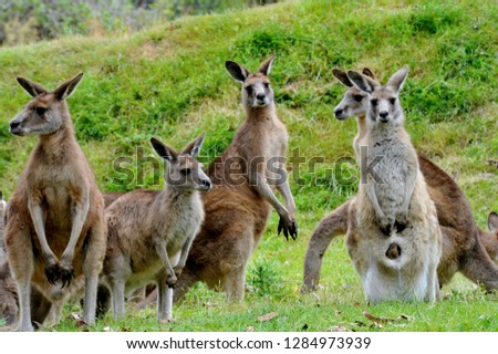 Kangaroo - Australia