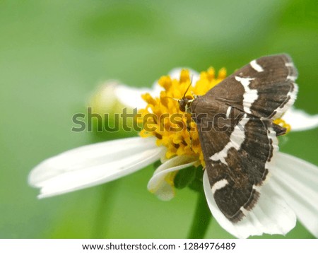 Little Moth sucking nectar of the flower. Little Butterfly sitting on the flower