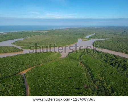 Aerial shot of the mangroves at the rivers