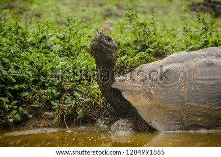 Knowing the Galapagos Islands is incredible and you definitely know when you are in Galapagos when you see the really giant turtles