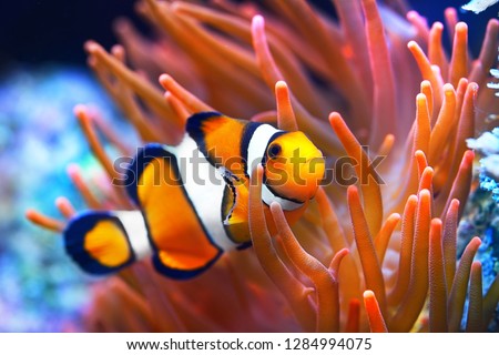 Amphiprion ocellaris clownfish in the anemon. Natural marine enriromnent Royalty-Free Stock Photo #1284994075