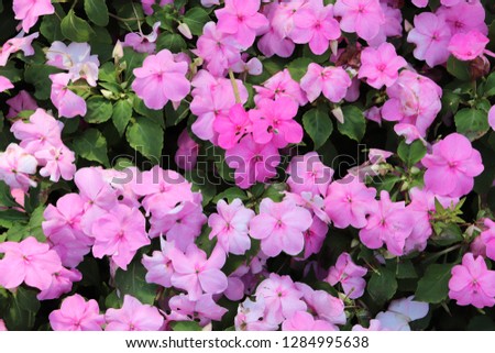 beautiful pink flower garden