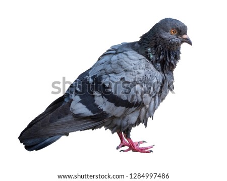 real pigeon standing