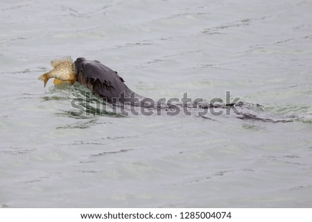 Wild River otter with fish