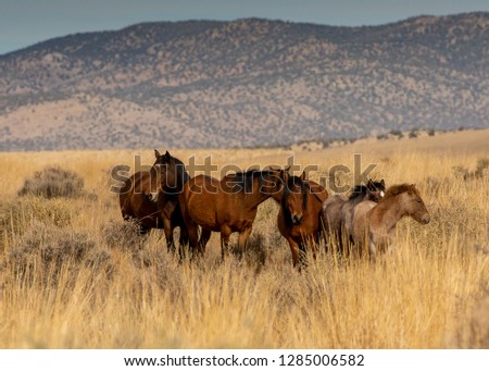 Overview of a mustang family all horses brown in hIgh desert in Nevada, USA, on dry grass, featuring mountains in the background, on a cloudless day