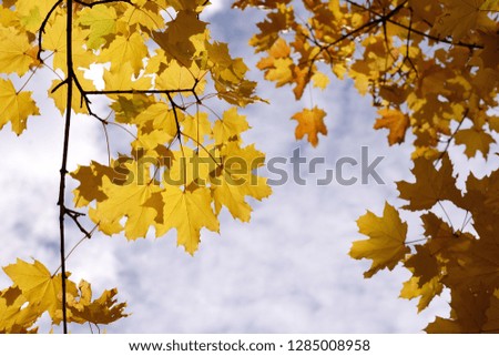 Yellow-colored maple leaves hanging on a branch with the cloudy sky on the background
