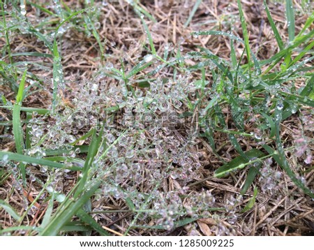 
Drops of dew on green grass