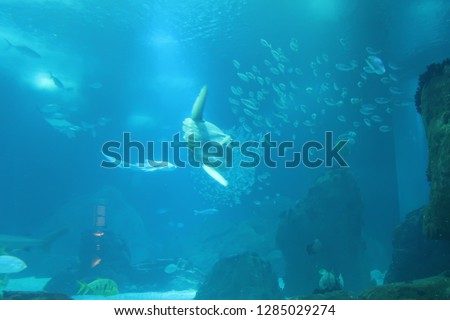 Sun fish swimming