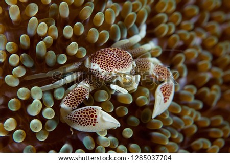 Sea Anemone and clownfish