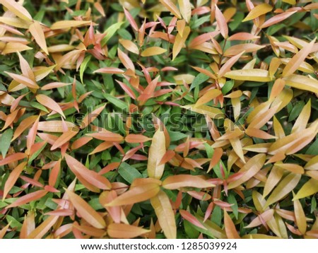 Yellow, orange and green leaves
