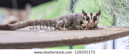 small possum or Sugar Glider
