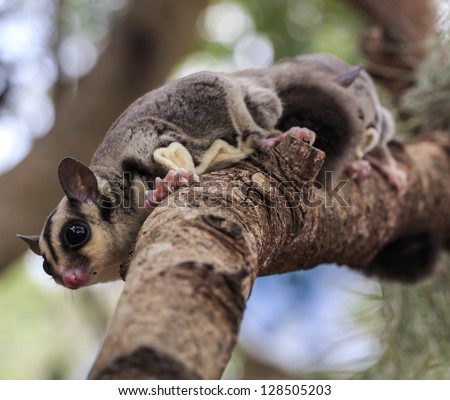 small possum or Sugar Glider