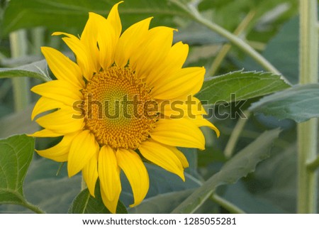 beautiful of Sunflower blooming in Sunflowers garden.