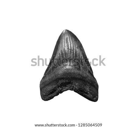 The tooth of ancient shark Megalodon on white, isolated .