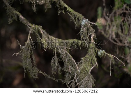 Moss in subtropical rainforest on the tropical volcanic island Tenerife, Spain