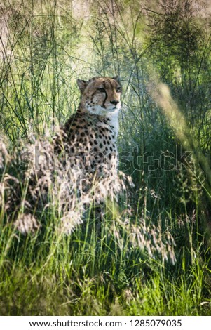 Cheetah walks through long grass in savannah Acinonyx jubatus