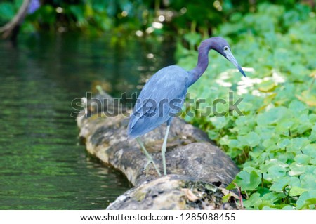 Little blue heron perched on a trunk in a river in Costa Rica
