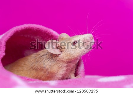 cute little mouse - pink background