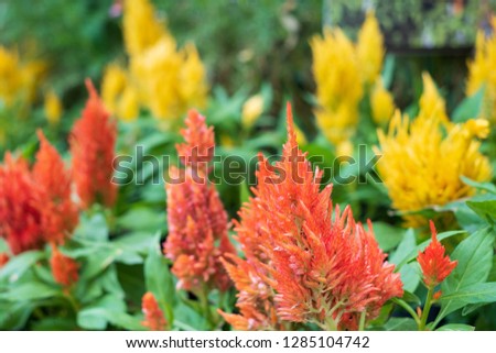 colorful blooming flowers in garden.