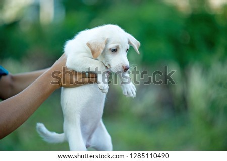 The picture of the little puppy Creatures that can play with people Dog lover concept