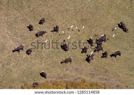 Aerial view of African buffalo or Cape buffalos group (Syncerus caffer). Okawango Delta, Moremi Game Reserve, Botswana. The Okavango Delta is home to a rich array of wildlife.