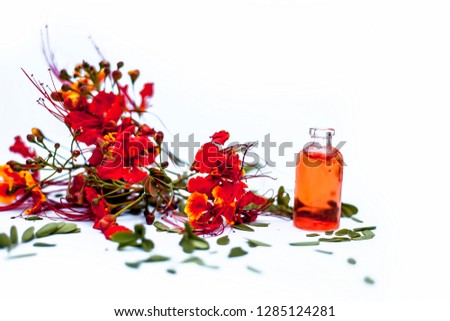 Close up of peacock flowers isolated on white along with its herbal organic essence in a small bottle used in many  flavored beverages.